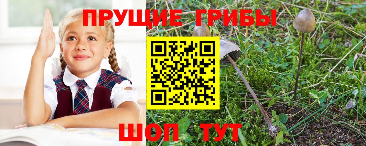Галлюциногенные грибы мицелий Северск