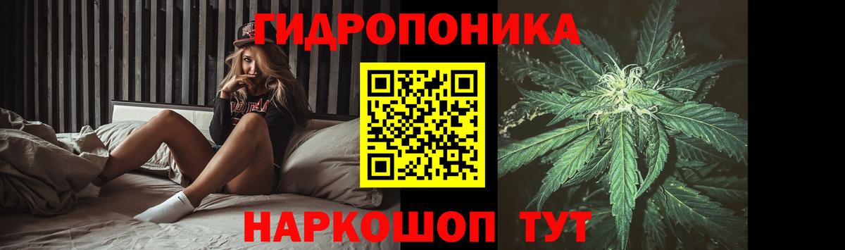 Конопля сатива Северск
